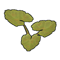 Клон тыква YYYYGG