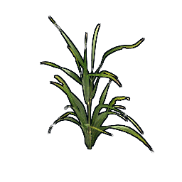 Клон пшеница YYYYGG