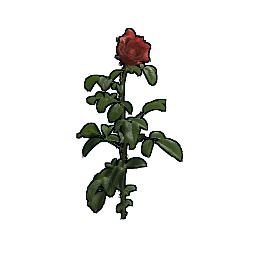 Клон роза YYYYGG