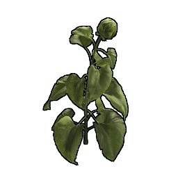 Клон подсолнух YYYYGG