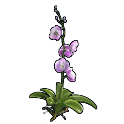 Клон орхидея YYYYGG