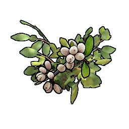 Клон белая ягода YYYYGG