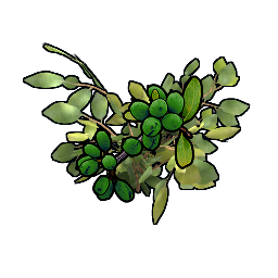 Клон зеленая ягода YYYYGG