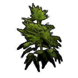 Клон конопля YYYYGG