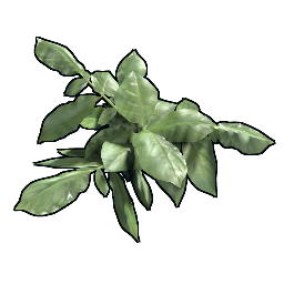 Клон картофель YYYYGG