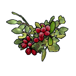 Клон красная ягода YYYYGG